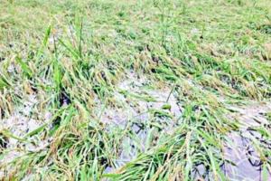 बरेली: बाढ़ से 250 गांव प्रभावित हुए तो 8000 किसानों की फसलें बर्बाद