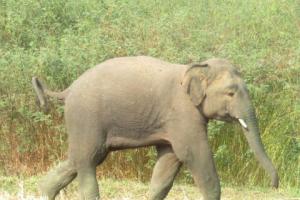 हल्द्वानी: गौलापार में हाथी के हमले में महिला की मौत