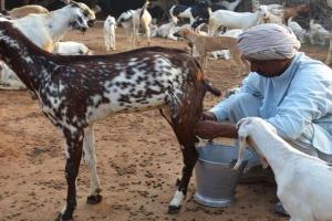 अयोध्या: डेंगू के साथ बढ़े बकरी के दूध के दाम, शहरी कर रहे ग्रामीण इलाकों का रुख