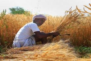रायबरेली: 13 हजार किसानों ने धान बिक्री को लेकर कराया पंजीकरण