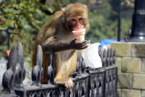 दिल्ली में अब नहीं होगी बंदरों की नसबंदी, सरकार ने किया ये खास ऐलान…