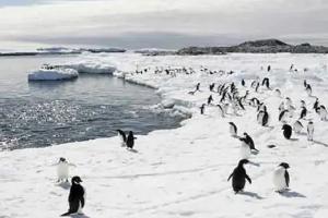 बढ़ती मानवीय गतिविधियों के बीच अंटार्कटिका की संवेदनशील पारिस्थितिकी को गैर देशी प्रजातियों से खतरा