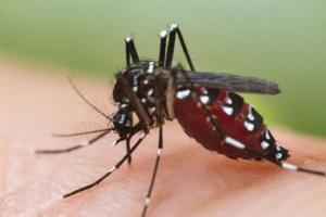 बरेली: डेंगू से आशा की मौत, 450 के करीब पहुंची मरीजों की संख्या