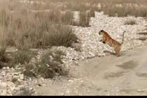 रामनगर: थ्रोटेट मार्टिन के शिकार के लिए पीछे भागा बाघ, वीडियो वायरल