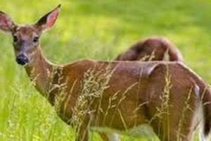सीतापुर: शिकारियों ने हिरण का शिकार कर गायब किया शव, तलाश में जुटी पुलिस