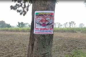 लखीमपुर-खीरी: मांस खाते बाघ की फुटेज कैमरे में कैद, मंझरा में पिंजरे से दूर रहा बाघ