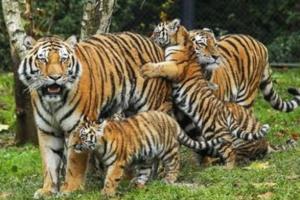 2021 में देश में 126 बाघों की हुई मौत, मध्‍य प्रदेश में सर्वाधिक जानें गईं