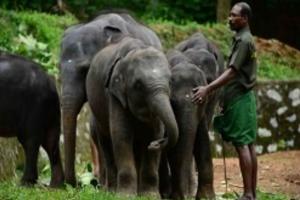 केरल उच्च न्यायालय ने हाथी पुनर्वास केंद्र के निरीक्षण के लिए नियुक्त किया न्याय मित्र