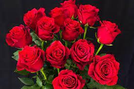 गुलाब के फूलों की गुणवत्ता में आ रही गिरावट, पुष्प विशेषज्ञों और वैज्ञानिकों ने व्यक्त की चिंता