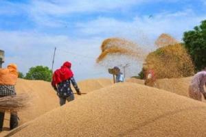 लखनऊ: किसानों से 21.954 लाख मीट्रिक टन धान खरीद