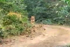 बहराइच: गेरुआ नदी के निकट मार्ग पर चहलकदमी करता दिखा शेर, मोबाइल में कैद चित्र