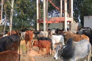 रायबरेली: किसानों ने पानी की टंकी की बाउंड्री में मवेशियों को किया बंद