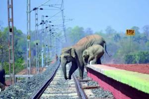 158 हाथियों की मौत का कारण बनी देश की रेलगाड़ियां…