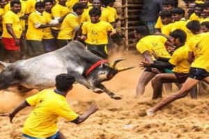 तमिलनाडु: पोंगल के त्योहार के दौरान पालामेडु में जल्लीकट्टू का उत्साह