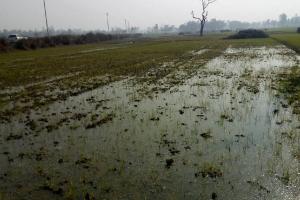 रायबरेली: हजारों बीघे फसल में घुसा एनटीपीसी ऐश पांड का पानी, सिर पकड़ने को मजबूर किसान