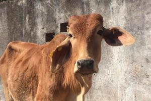 बरेली: गोशाला में दो गायों की तड़पकर मौत, कई बीमार
