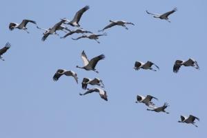  सैकड़ों प्रवासी पक्षियों की अचानक मौत बनी चिंता का विषय