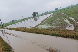 बरेली: बारिश और तापमान गिरने से फसलों पर असर