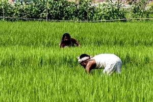 अयोध्या: किसान सम्मान निधि में फर्जीवाड़ा रोकने के लिए अब लगेगा राशन कार्ड