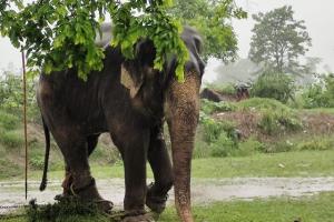 बहराइच: आंबा गांव में हाथी  ने फसल को पहुंचाया नुकसान, ग्रामीण हुए परेशान…
