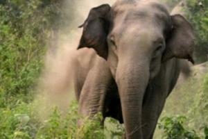 ऋषिकेश: हाथी ने साधु को कुचलकर मार डाला, दो साधुओं ने भागकर बचाई जान