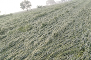 लखीमपुर-खीरी: तेज आंधी और ओलावृष्टि से फसलों को हुआ भारी नुकसान