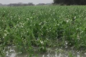 जसपुर: बारिश और तेज हवाओं से खेतों में गिरी फसल, किसान परेशान