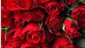 Valentine Week: प्यार भरी Shayari और Messages से करें अपने ROSE Day की शुरुआत