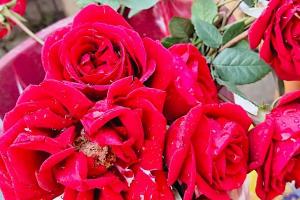 वैलेंटाइन डे पर गुलाब हुआ और सुर्ख…100 रुपए तक जा सकता है रेड रोज