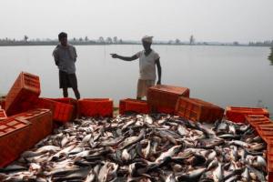 मछली उत्पादन बढ़ाने के लिए ओडिशा, नाबार्ड ने मिलाया हाथ