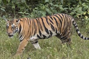 मध्य प्रदेश: करंट लगने से बाघ की मौत, चार लोग गिरफ्तार
