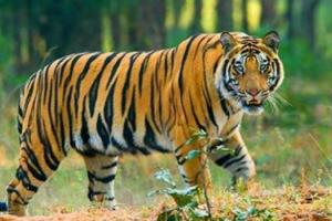 मध्यप्रदेश: नेशनल हाइवे पर मिला बाघ का शव