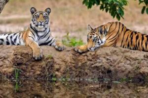 हल्द्वानी से नेपाल बॉर्डर तक होगी बाघों की गिनती,वन विभाग ने लगाए ट्रैपिंग कैमरे