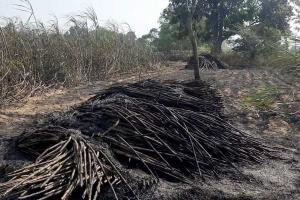 सीतापुर: गन्ने के खेत में अचानक लगी आग, 20 बीघा फसल जलकर हुई राख