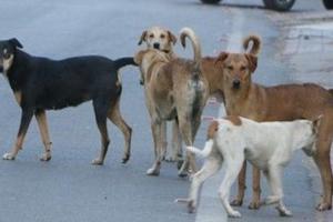रामपुर: आवारा कुत्तों से गांव में बढ़ रही दहशत, डेढ़ दर्जन लोगों पर किया हमला