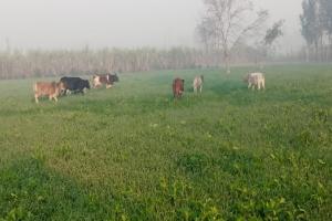 अमरोहा : किसान की फसल चौपट कर रहे आवारा पशु