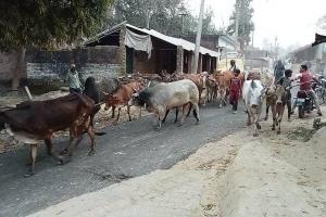 सीतापुर: फसलों को नुकसान पहुंचा रहे बेसहारा पशु, किसान परेशान