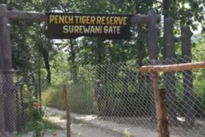 मध्य प्रदेश के पेंच बाघ रिजर्व में बाघ का शव मिला, क्षेत्र की लड़ाई का संदेह