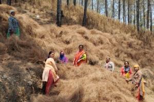 नैनीताल: पिरूल इकट्ठा करने में जुटीं पहाड़ की महिलाएं, वनाग्नि की घटनाओं में लगेगा अंकुश
