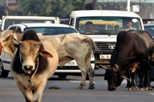 गुजरात में आवारा पशुओं को सड़कों पर भटकने से रोकने के लिए एक विधेयक पारित 
