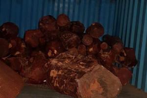 तमिलनाडु के इरोड में चंदन की लकड़ी और तमंचे के साथ दो गिरफ्तार