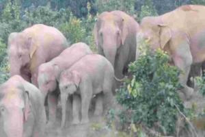 छत्तीसगढ़: हाथियों ने युवती समेत तीन को मार डाला, कई मकान तोड़े, 8 गांव में अलर्ट जारी