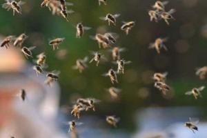 छत्तीसगढ़: बर्थडे पार्टी के दौरान मधुमक्खियों ने किया हमला, 10 लोग घायल