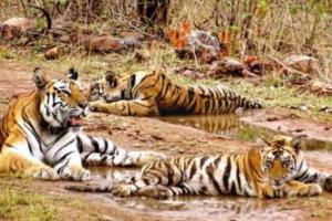 मध्य प्रदेश के पेंच टाइगर रिजर्व में मृत मिला बाघ, 15 दिन में राज्य में पांच बाघों की मौत