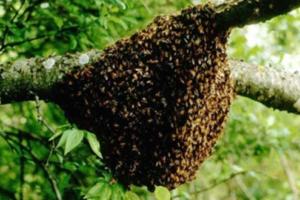 मधुमक्खियों ने महिला और उसके पांच साल के नाती पर किया हमला, दोनों की मौत