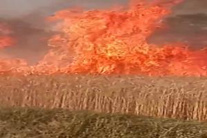 रायबरेली: गेहूं की खेतों में लगी आग, कई बीघे फसल जली