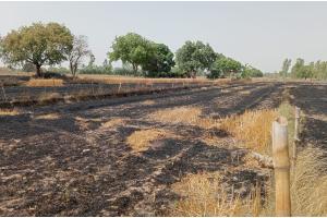 रायबरेली: खेत में लगी आग, पांच बीघा फसल जलकर हुई राख