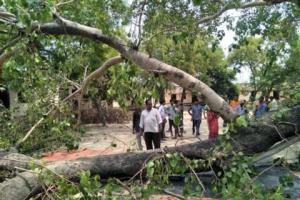 हल्द्वानी: ड्यूटी से लौट रहे सिडकुल कर्मी पर गिरा पेड़, मौत