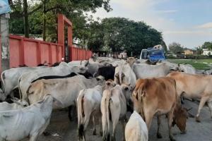 पानी और चारे के लिये राजस्थान के किसानों ने मवेशियों संग इटावा में जमाया डेरा
