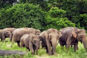 छत्तीसगढ़ में जंगली हाथियों के हमले में ग्रामीण महिला की मौत